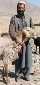 Shepherd with sheep in wild terrain