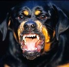 A savage dog with teeth bared
