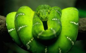 Green snake on a tree bough