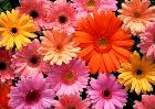 Many different coloured flowers: which one to choose?