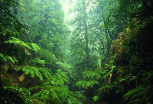 Photograph of part of the Tasmanian wilderness country