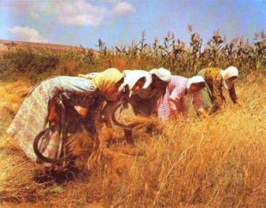 Group of peasant women harvesting a grain crop