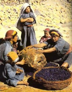 Middle Eastern women processing a newly harvested crop