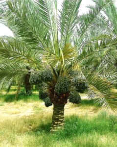 A palm tree in the Middle East