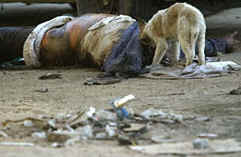 BIBLE WOMEN: JEZEBEL: A stray dog eating a corpse in Iraq.