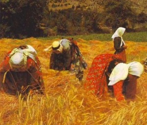 Colorful photograph of women gathering grain