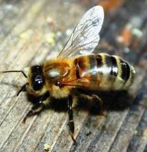 'Deborah' means 'bee'; a small creature that can cause great pain