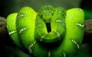 The Serpent in the Garden of Eden