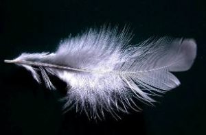 god_bible_feather