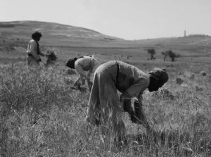Middle Eastern men harvesting grain in a good season