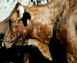 Photograph of a cow with a skin disease; it would be unwise to eat the flesh of this animal, or drink its milk