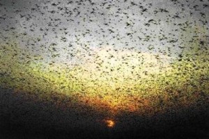 A swarm of locusts darkens the sky and hides the sun