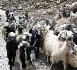 A herd of goats in a stony, barren landscape