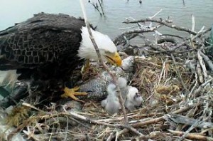 Eagle feeding a fish to its young