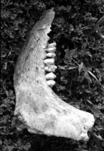 The jawbone of an ass; Samson used one as an improvised club