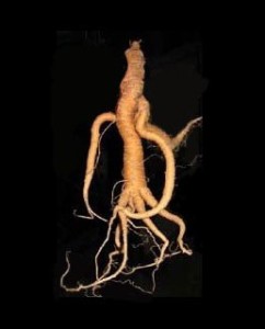 A mandrake root