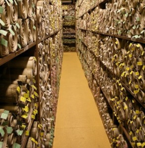 Shelves holding hundreds of ancient scrolls