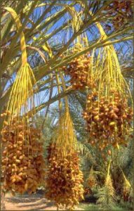Tamar means ‘date palm’; the name suggests food, security and life