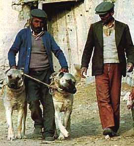 Kangal dogs used to guard sheep and goat herds and protect them from predators such as wolves and jackals