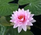 Egyptian lotus flower
