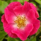 Bright pink rose