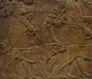 Assyrian hunting dogs; the kings of Israel and Judah may have had dogs like these