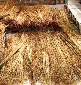 Bundles of dried flax