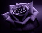 Jezebel's story: photo of a purple rose
