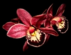 Beautiful red orchid against black background, design by Donald Pipowitch