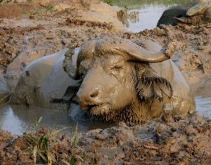 Buffalo trapped in mud