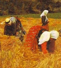 Women gathering in the grain harvest
