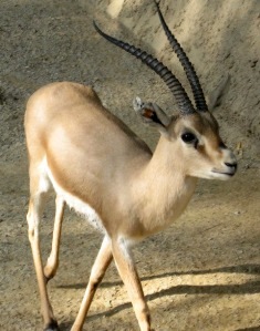 A slender-horned gazelle