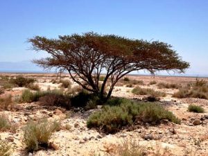 Acacia tree in the desert, photograph by F. Jenkins