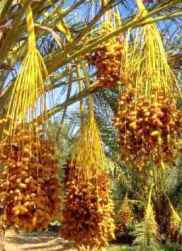 Date palm, heavily loaded with clusters of dates; dates were a symbol of fertility