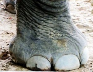 Foot of an elephant