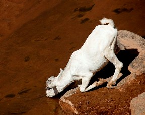 White goat drinking water from a stream