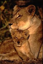 Photograph of lioness and cub by Chris Humphreys http://www.photo-seminars.com/Seminars/wildlife/wildlife.html