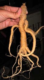 A mandrake root, supposedly with the power to increase sexual potency
