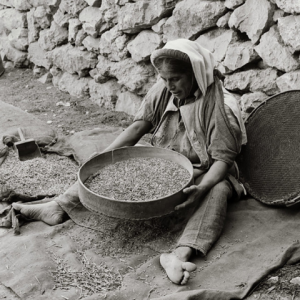 Woman sifting seed to separate edible grain from weeds