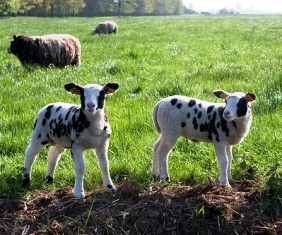 Speckled lambs