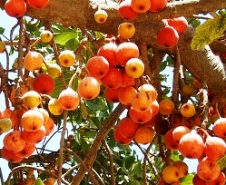 Ripe sycamore fruit