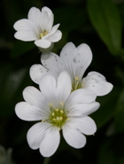 White 'angel' flowers