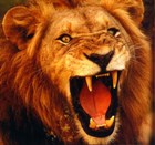 Lion roaring, with bared teeth; Samson was said to have killed one with the jawbone of an ass