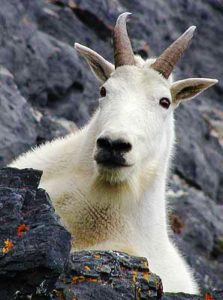 Photograph of a mountain goat