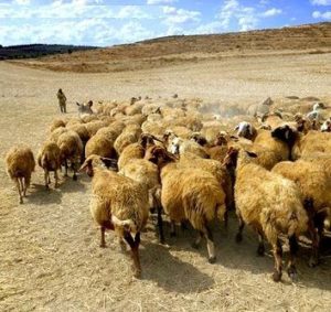 Shepherd and flock in an arid landscape