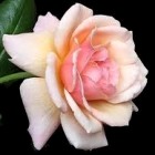 Rachel the beloved - a rose