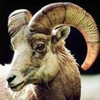 Kosher food: a goat