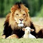 Lion and lamb together