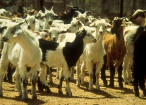 flock of goats